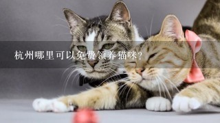 杭州哪里可以免费领养猫咪？