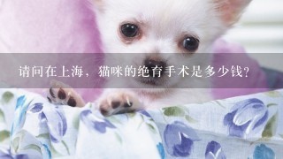 请问在上海，猫咪的绝育手术是多少钱？