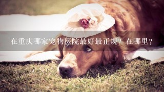 在重庆哪家宠物医院最好最正规？在哪里？