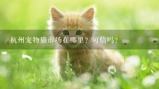 杭州宠物猫市场在哪里？可信吗？