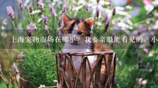 上海宠物市场在哪里？我要亲眼能看见的，小猫小狗都有的，地方大一点的。非常感谢！