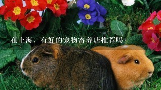 在上海，有好的宠物寄养店推荐吗？