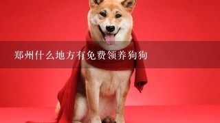 郑州什么地方有免费领养狗狗
