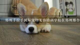 郑州手拉手国际宠物美容培训学校在郑州那个位置？