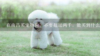 在南昌买宠物狗、不要超过两千，能买到什么品种的狗?