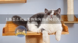 上海怎么托运宠物狗狗猫猫回台湾