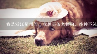 我是浙江衢州的，我想买条宠物狗，纯种不纯种没关系的，最好价格在500元以下的，越便宜越好