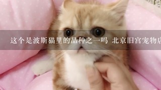 这个是波斯猫里的品种之一吗 北京旧宫宠物店卖这种猫吗求推荐