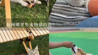 杭州哪里售宠物猫的店？
