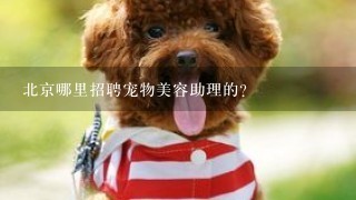 北京哪里招聘宠物美容助理的?
