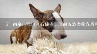 南京市浦口区石佛寺里面的流浪犬收容所可不可以领养