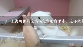 上海可预约流浪猫免费绝育手术，这样做有何好处？