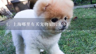 上海哪里有买宠物貂的实体店
