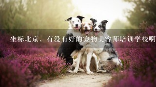 坐标北京，有没有好的宠物美容师培训学校啊？