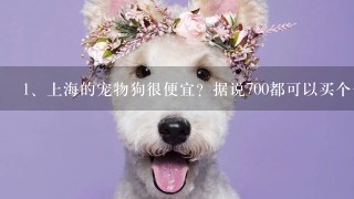 上海的宠物狗很便宜？据说700都可以买个一般的金毛