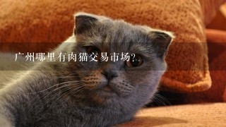 广州哪里有肉猫交易市场？