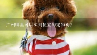 广州哪里可以买到便宜的宠物狗？