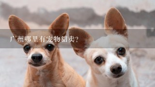 广州哪里有宠物貂卖？