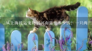 从上海托运宠物到河南需要多少钱？一只两三个月大的小猫。
