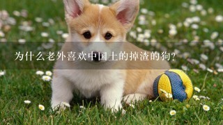 为什么老外喜欢中国土的掉渣的狗？