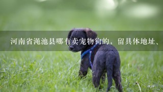 河南省渑池县哪有卖宠物狗的，留具体地址、