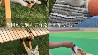 英国短毛猫北京有免费领养的吗?