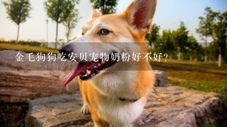 金毛狗狗吃安贝宠物奶粉好不好？