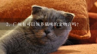 广州有可以领养猫咪的宠物店吗？