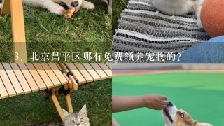 北京昌平区哪有免费领养宠物的？