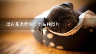 黑白花宠物狗是啥品种图片