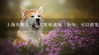 上海有哪几个名犬繁殖基地（狗场）可以批发宠物狗的，品质好点价格实惠点
