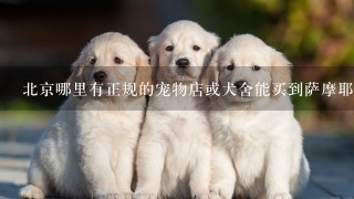 北京哪里有正规的宠物店或犬舍能买到萨摩耶?