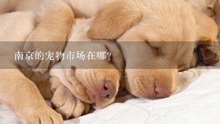 南京的宠物市场在哪？
