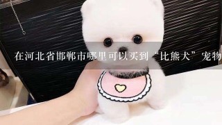 在河北省邯郸市哪里可以买到“比熊犬”宠物狗，真狗。