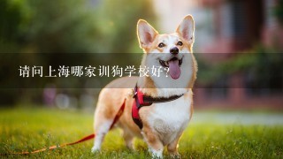请问上海哪家训狗学校好?