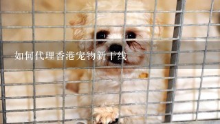 如何代理香港宠物新干线