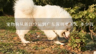 宠物狗从浙江空运到广东深圳要多久 多少钱