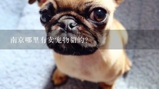 南京哪里有卖宠物貂的？