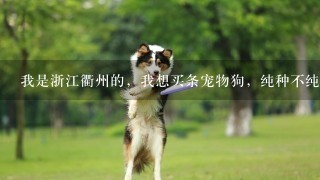 我是浙江衢州的，我想买条宠物狗，纯种不纯种没关系的，最好价格在500元以下的，越便宜越好