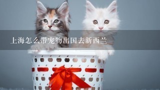 上海怎么带宠物出国去新西兰