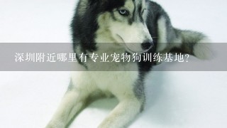 深圳附近哪里有专业宠物狗训练基地？