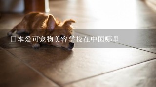 日本爱可宠物美容学校在中国哪里