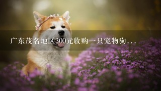 广东茂名地区300元收购一只宠物狗...