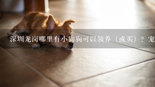 深圳龙岗哪里有小狗狗可以领养（或买）？宠物店 详细地址！谢谢~~