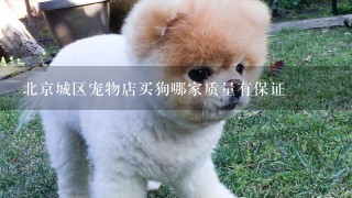 北京城区宠物店买狗哪家质量有保证