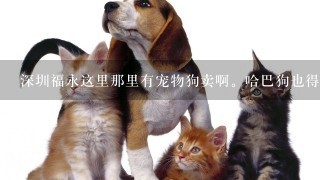 深圳福永这里那里有宠物狗卖啊。哈巴狗也得？