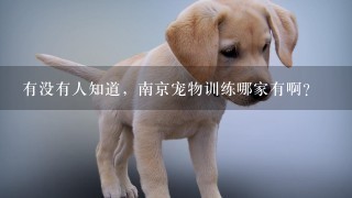 有没有人知道，南京宠物训练哪家有啊？