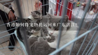 香港如何将宠物托运回来广东湛江?