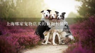 上海哪家宠物店买的狗狗有保障