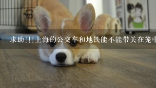 求助!!!上海的公交车和地铁能不能带关在笼中的宠物上车???